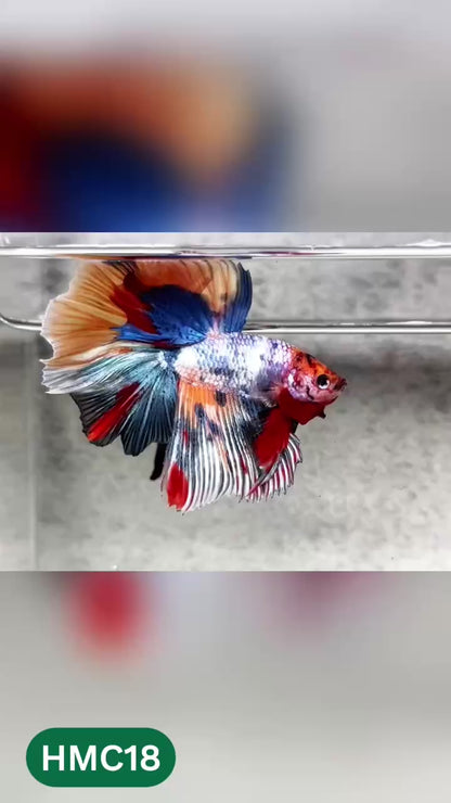 Multicolor Halfmoon Male Betta Fish | High Grade | Order Directly From Farm |  You Pick Fish |