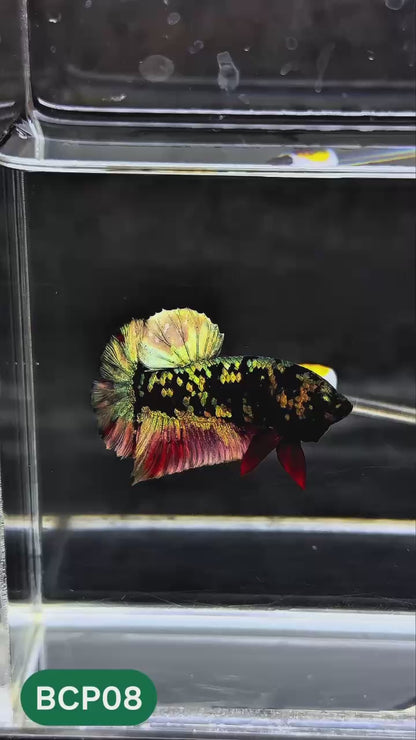 Black Panther Plakat Male Betta Fish | You Pick Fish | Rare Betta