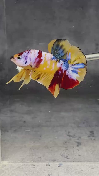 Multicolor Plakat Male Betta Fish |Show Grade|  You Pick Fish