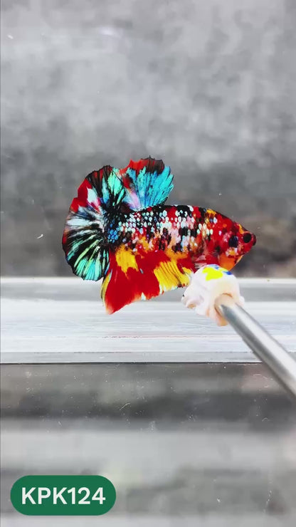 Multicolor Yellow Base Plakat Male Betta Fish | Order Directly From Farm |  You Pick Fish