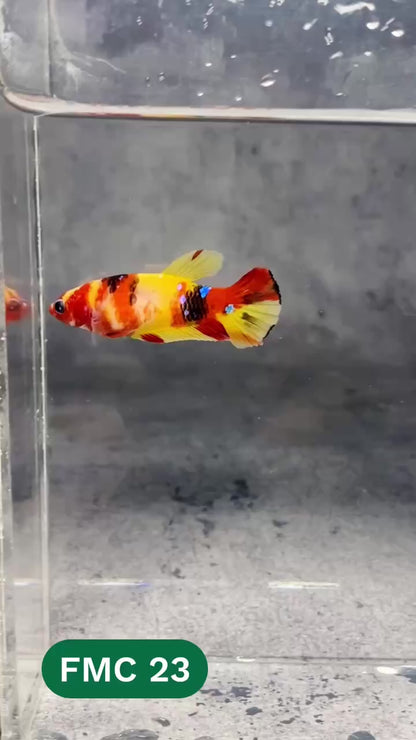 Multicolor Female Betta Fish | You Pick Fish | High Grade