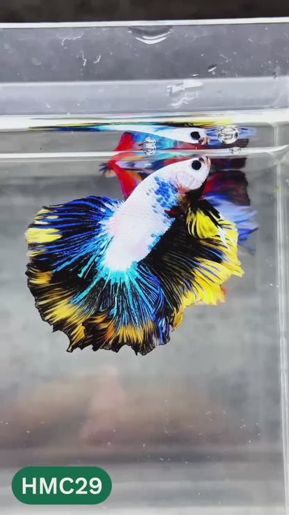 Multicolor Halfmoon Male Betta Fish | High Grade | Order Directly From Farm |  You Pick Fish |