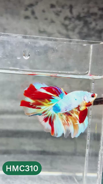Multicolor Halfmoon Male Betta Fish | High Grade | Order Directly From Farm |  You Pick Fish |