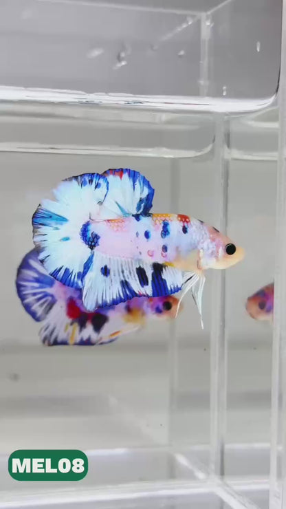 Metallic Plakat Betta Fish | You Pick Betta | Exotic Fish
