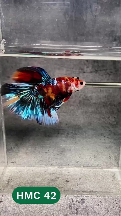 Multicolor Halfmoon Male Betta Fish | High Grade | Order Directly From Farm |  You Pick Fish |