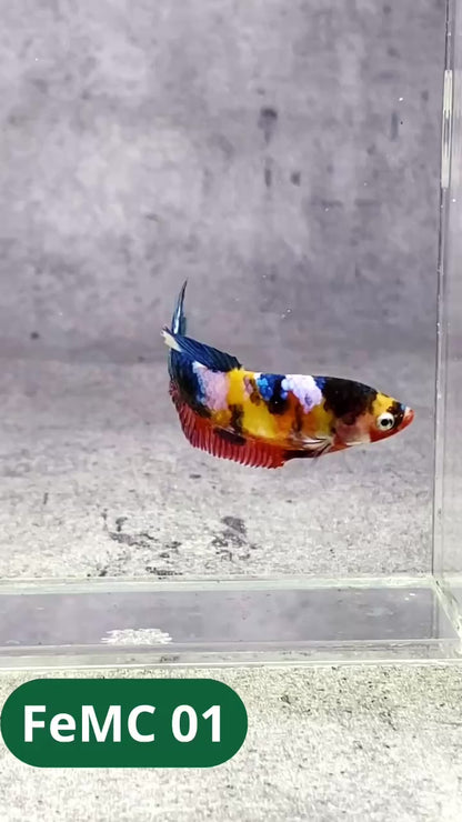 Multicolor Female Betta Fish | You Pick Fish | High Grade
