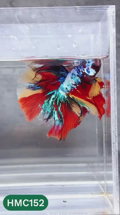 Multicolor Halfmoon Male Betta Fish | High Grade | Order Directly From Farm |  You Pick Fish |