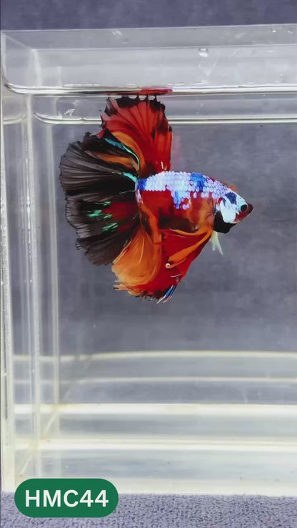 Multicolor Halfmoon Male Betta Fish | Order Directly From Farm | You Pick Fish