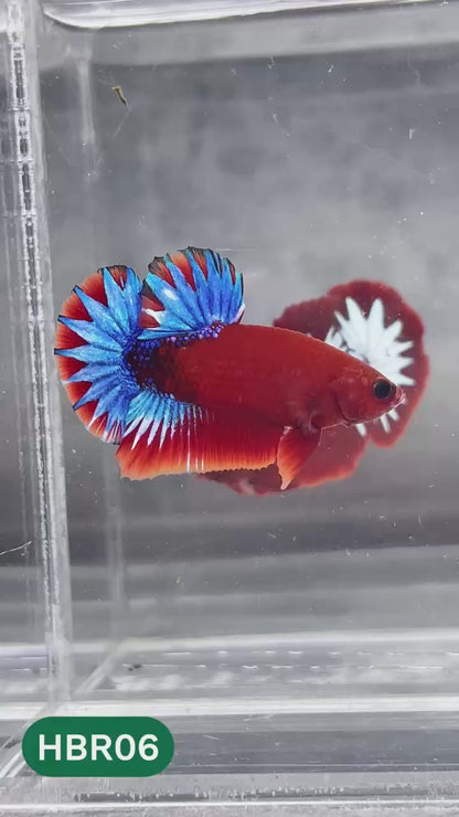 Hellboy Plakat Male Betta Fish | Order Directly From Farm | You Pick Fish
