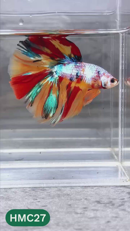 Multicolor Halfmoon Male Betta Fish | High Grade | Order Directly From Farm |  You Pick Fish |