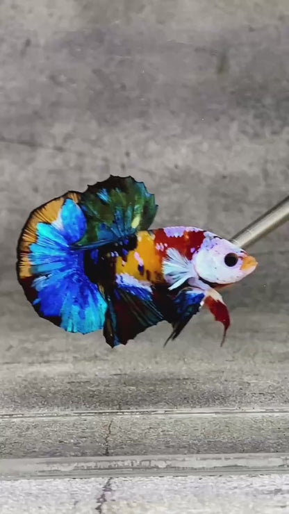 Multicolor Plakat Male Betta Fish |Show Grade|  You Pick Fish