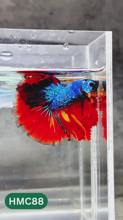 Nemo Halfmoon Male Betta Fish | Order Directly From Farm | You Pick Fish