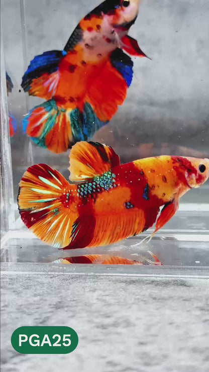 King Giant Plakat Male Betta Fish | You Pick Fish | High Grade