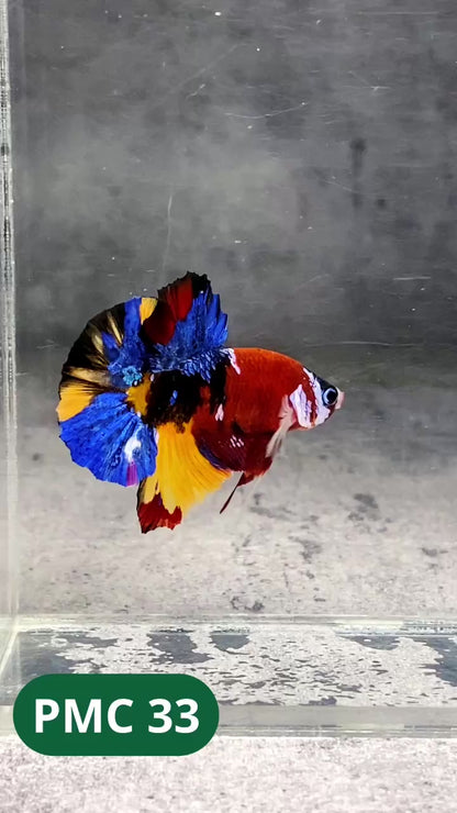 Multicolor Plakat Male Betta Fish |Show Grade|  You Pick Fish