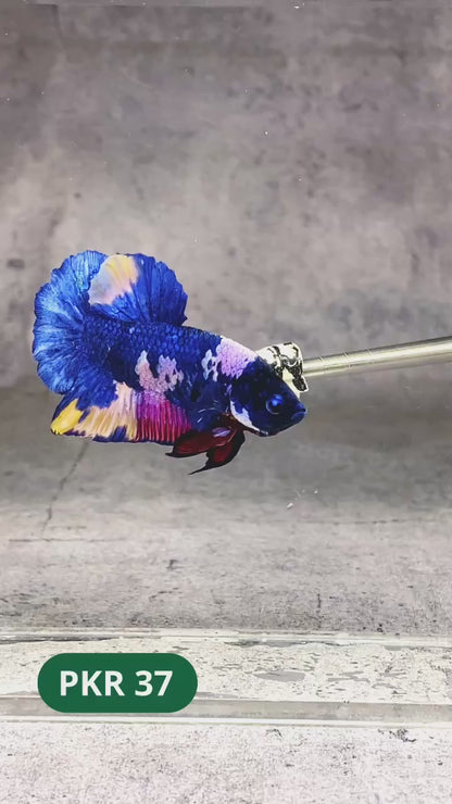 Multicolor Yellow Base Plakat Male Betta Fish | Order Directly From Farm |  You Pick Fish