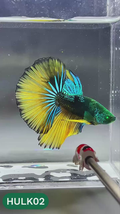 Black Hulk Halfmoon Male Betta Fish | You Pick Fish