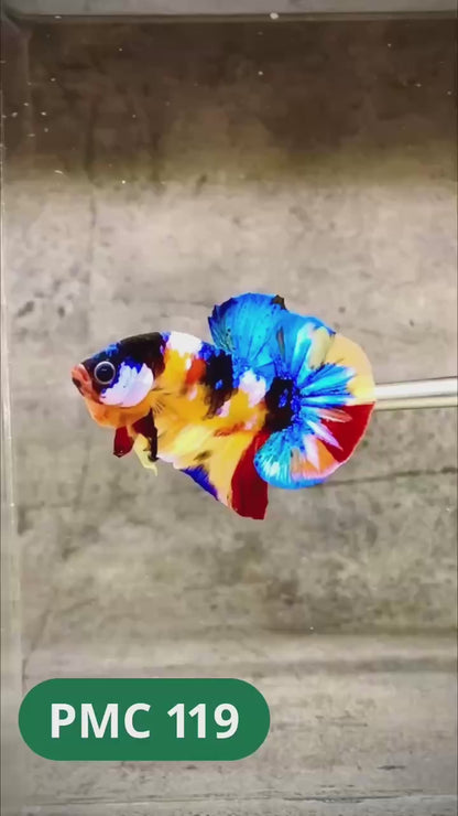 Multicolor Plakat Male Betta Fish |Show Grade|  You Pick Fish
