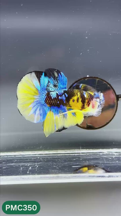 Multicolor Plakat Male Betta Fish | Show Grade |  You Pick Fish