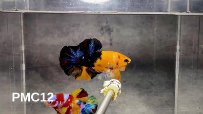 Multicolor Plakat Male Betta Fish |Show Grade|  You Pick Fish