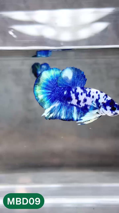 Blue Marble Dot Plakat Male Betta Fish | You Pick Fish