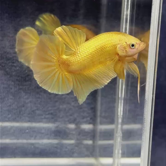 Super Gold Plakat Male Betta Fish