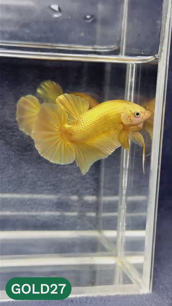 Super Gold Plakat Male Betta Fish