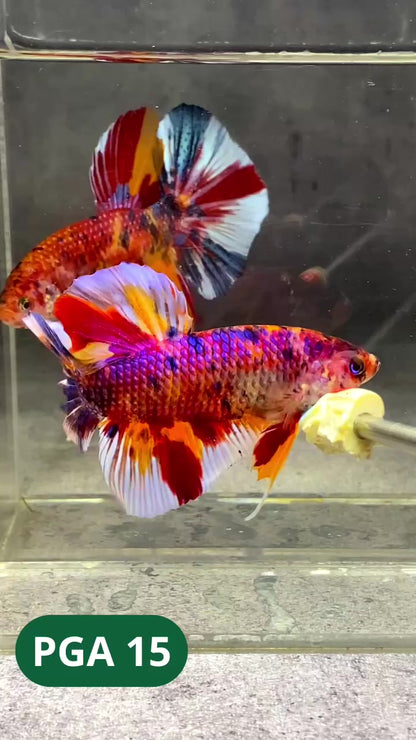 King Giant Plakat Male Betta Fish | You Pick Fish | High Grade