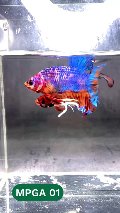 King Giant Plakat Male Betta Fish | You Pick Fish | High Grade