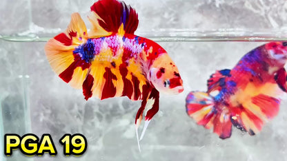 King Giant Plakat Male Betta Fish | You Pick Fish | High Grade