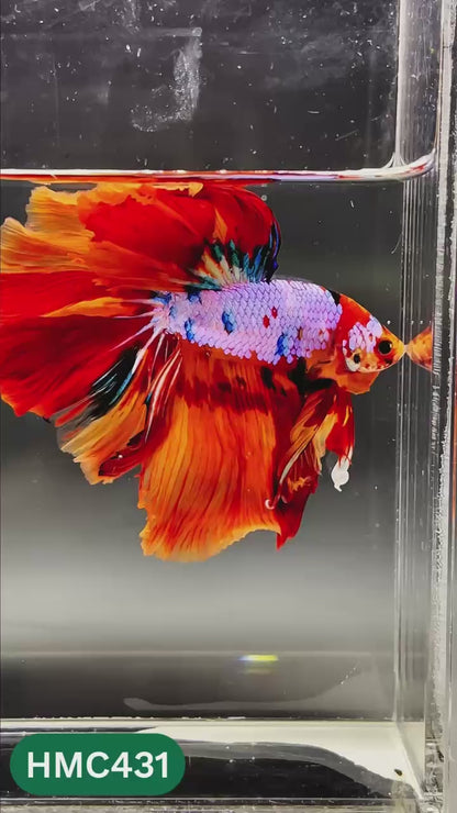 Nemo Halfmoon Male Betta Fish | Order Directly From Farm | You Pick Fish