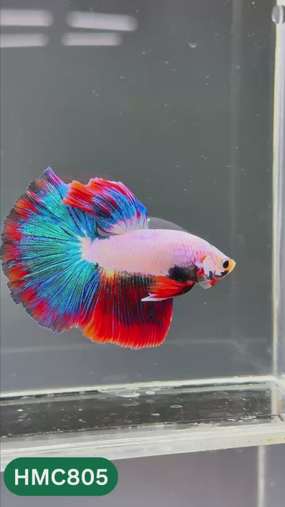 Nemo Halfmoon Male Betta Fish | Order Directly From Farm | You Pick Fish