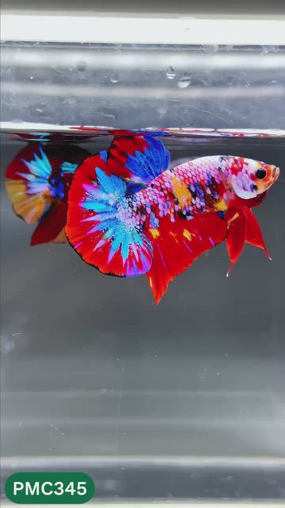 Multicolor Plakat Male Betta Fish | Show Grade |  You Pick Fish