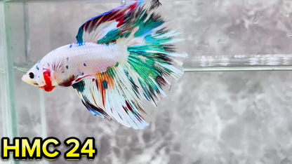 Multicolor Halfmoon Male Betta Fish | High Grade | Order Directly From Farm|  You Pick Fish |