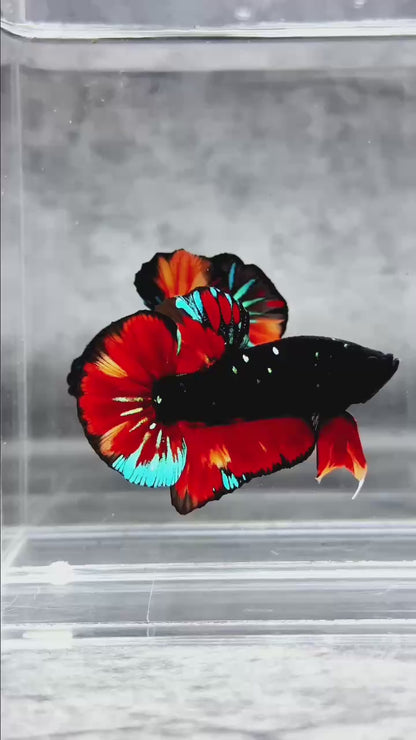 Dark Flame Hellfire Plakat Male Betta Fish | You Pick Fish | Rare Betta