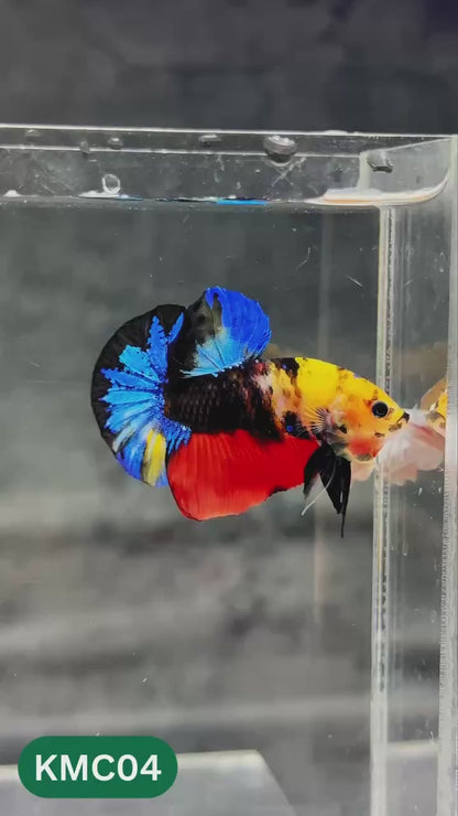 Multicolor Yellow Base Plakat Male Betta Fish | Order Directly From Farm |  You Pick Fish
