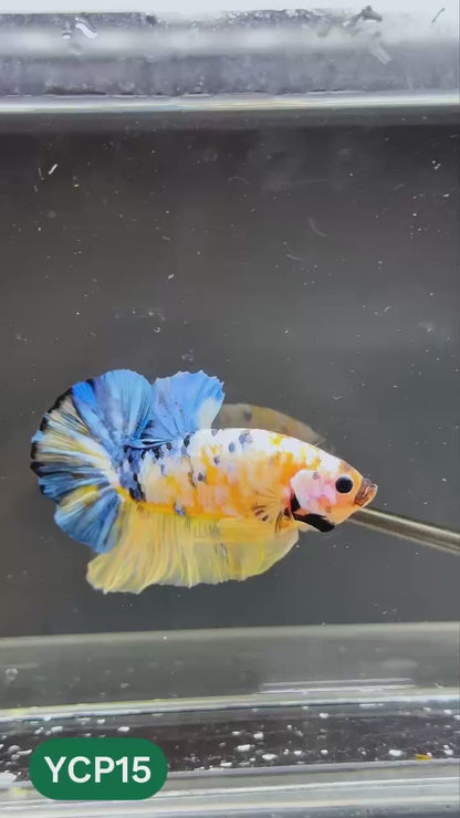 Koi Yellow Plakat Male Betta Fish | Show Grade | You Pick Fish