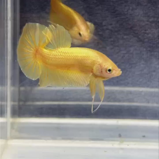 Super Gold Plakat Male Betta Fish