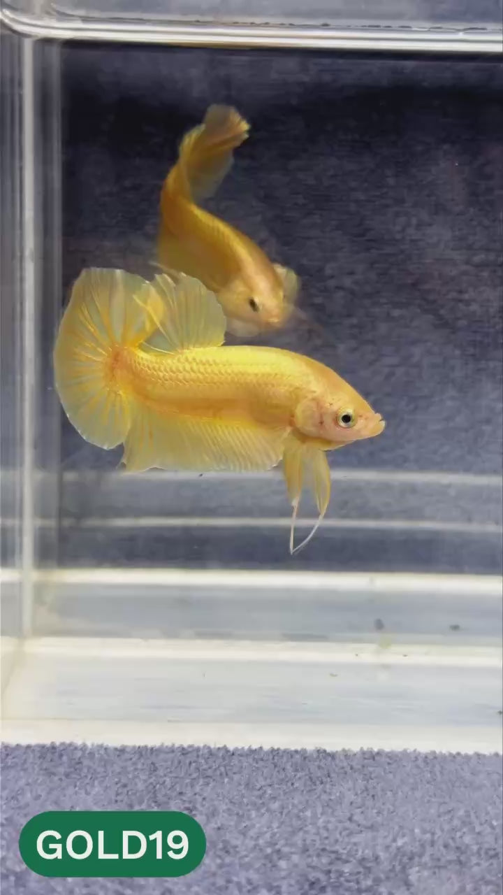 Super Gold Plakat Male Betta Fish