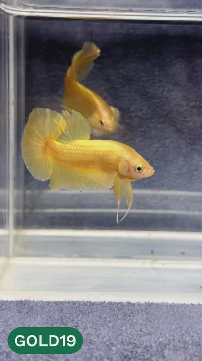 Super Gold Plakat Male Betta Fish