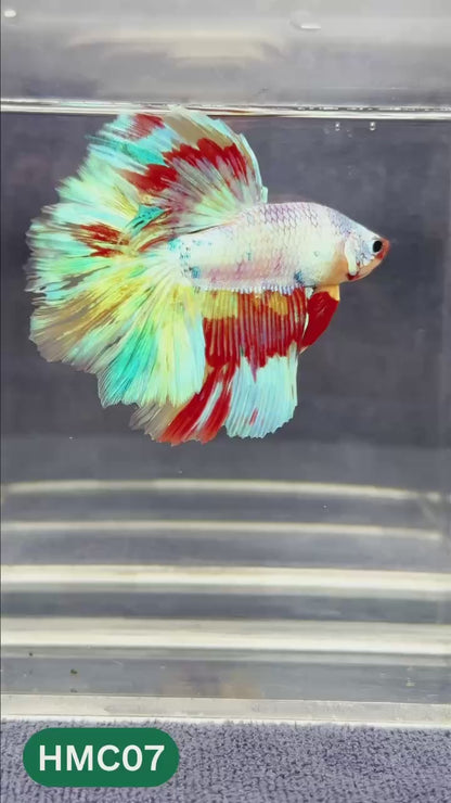 Multicolor Halfmoon Male Betta Fish | Order Directly From Farm | You Pick Fish