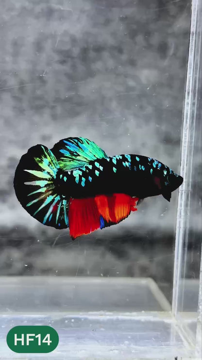 Dark Flame Hellfire Plakat Male Betta Fish | You Pick Fish | Rare Betta