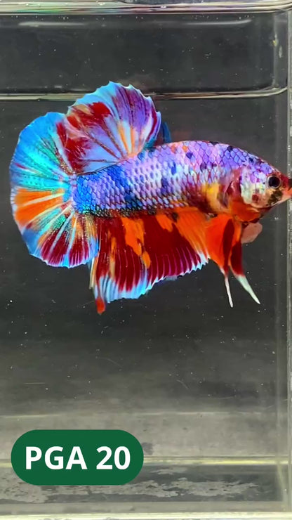 King Giant Plakat Male Betta Fish | You Pick Fish | High Grade