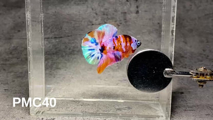 Multicolor Plakat Male Betta Fish |Show Grade|  You Pick Fish