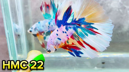 Multicolor Halfmoon Male Betta Fish | High Grade | Order Directly From Farm|  You Pick Fish |