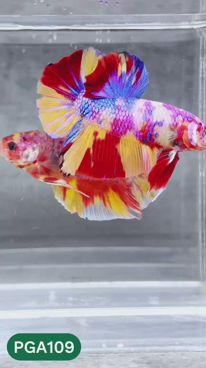 King Giant Plakat Male Betta Fish | You Pick Fish | High Grade