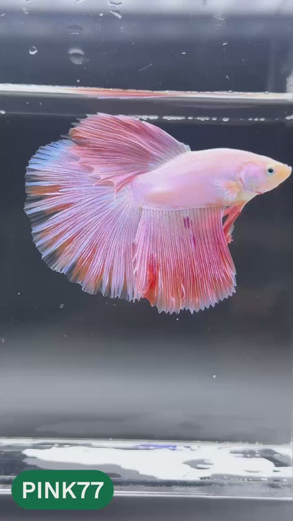 Pink Halfmoon Male Betta Fish | You Pick Fish | Order Directly From Farm
