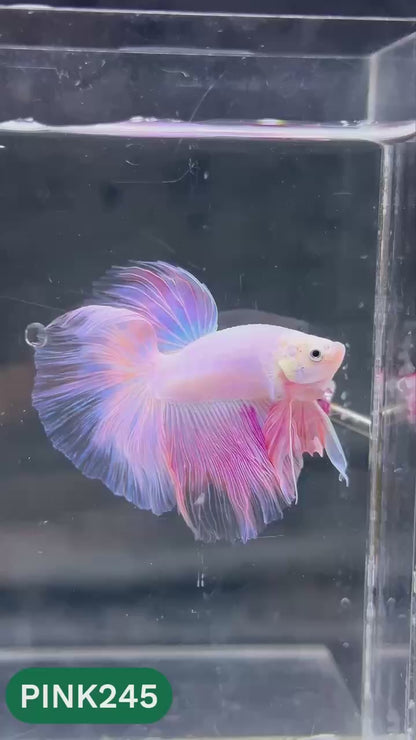 Pink Halfmoon Male Betta Fish | You Pick Fish | Order Directly From Farm
