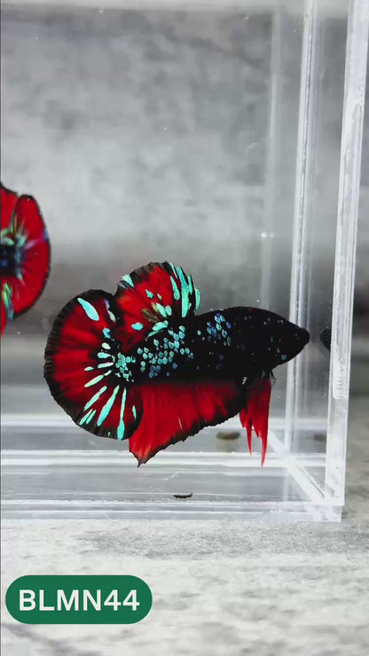 Dark Flame Hellfire Plakat Male Betta Fish | You Pick Fish | Rare Betta