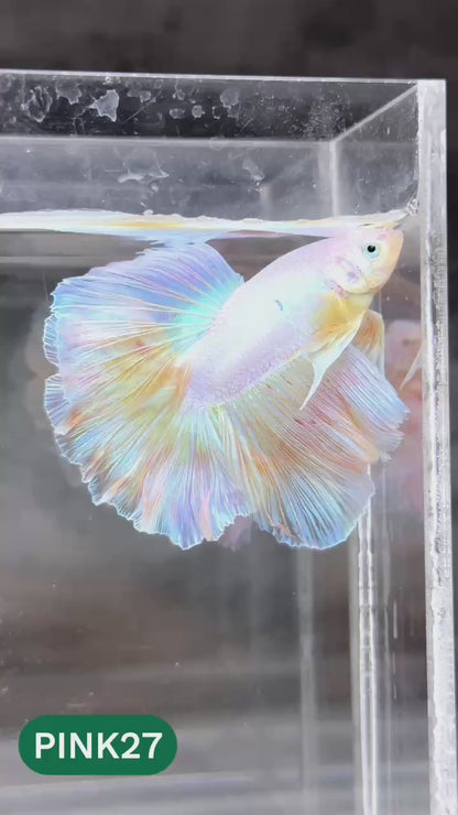 Pink Halfmoon Male Betta Fish | You Pick Fish | Order Directly From Farm