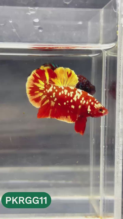 Golden Star Dust Galaxy Plakat Male Betta Fish | Super Rare | You Pick Fish